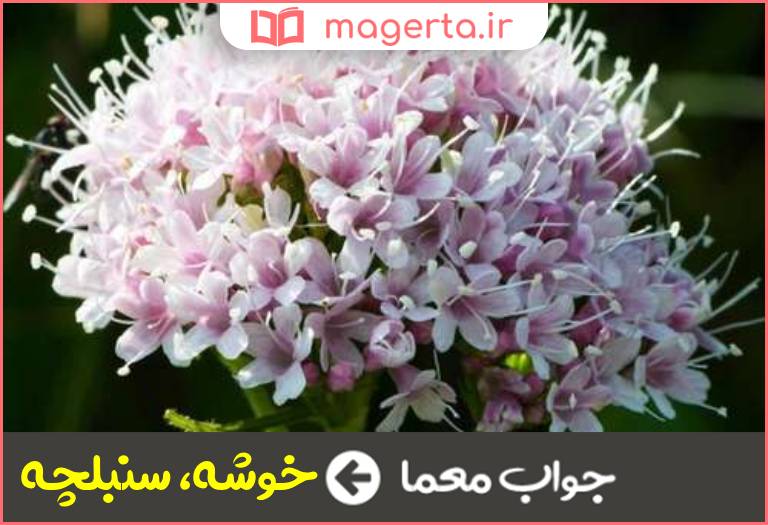 جواب معما سنبله در جدول