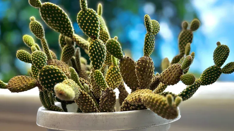 کاکتوس گوشخرگوشی