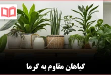 ۱۰ گیاه آپارتمانی که در گرما تحمل دارند و عالی رشد می‌کنند