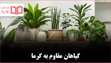 ۱۰ گیاه آپارتمانی که در گرما تحمل دارند و عالی رشد میکنند
