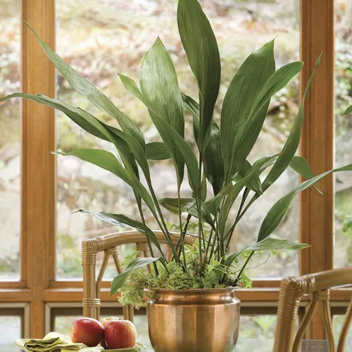 گیاه برگ‌چدنی