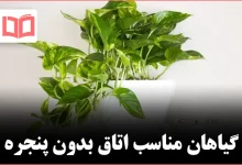 ۷ گیاه آپارتمانی که در اتاق بدون پنجره هم رشد می‌کنند