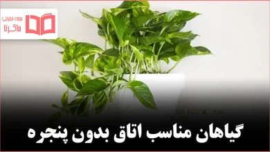 ۷ گیاه آپارتمانی که در اتاق بدون پنجره هم رشد می‌کنند