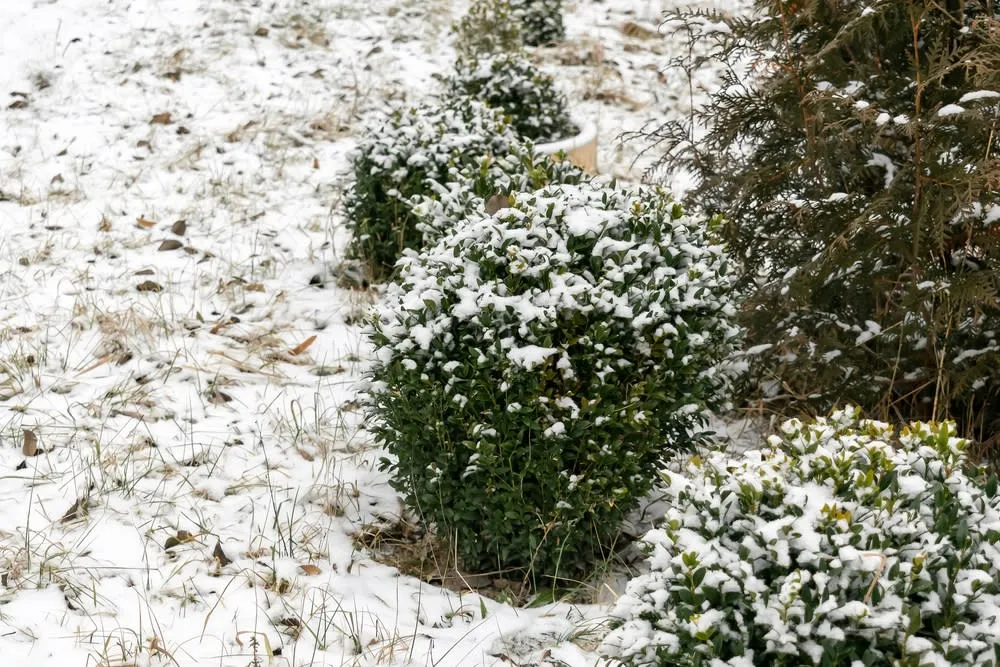 جلوههای رنگی در باغ زمستانی