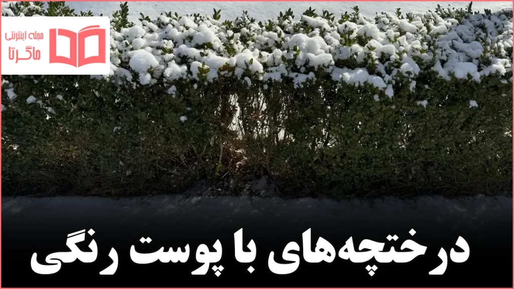 هشت درختچه با پوست رنگی که باغ زمستانی را متحول میکنند