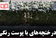 هشت درختچه با پوست رنگی که باغ زمستانی را متحول میکنند