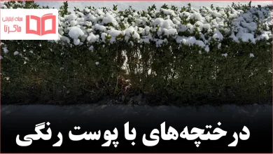 هشت درختچه با پوست رنگی که باغ زمستانی را متحول میکنند
