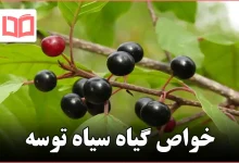 خواص گیاه سیاه توسه