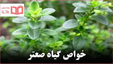 خواص گیاه صعتر