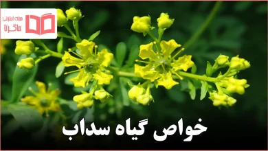 خواص گیاه سداب