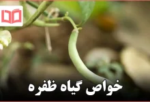 خواص گیاه ظفره