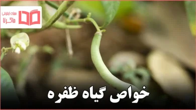 خواص گیاه ظفره