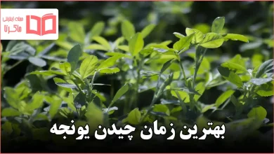 بهترین زمان چیدن یونجه