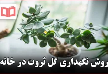 روش نگهداری گل ثروت در خانه