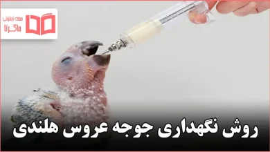 روش نگهداری جوجه عروس هلندی