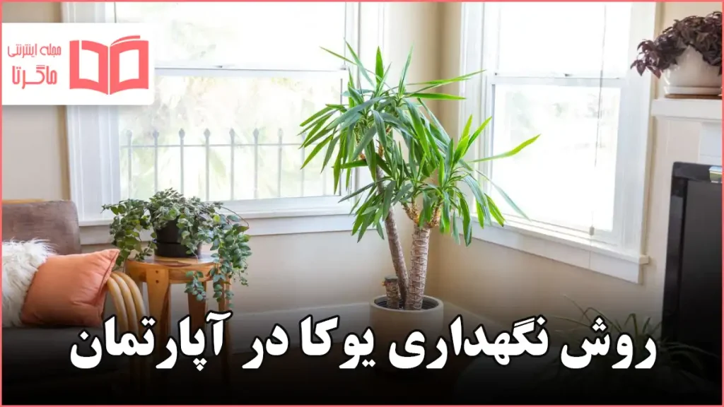 روش نگهداری یوکا در آپارتمان