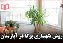 روش نگهداری یوکا در آپارتمان