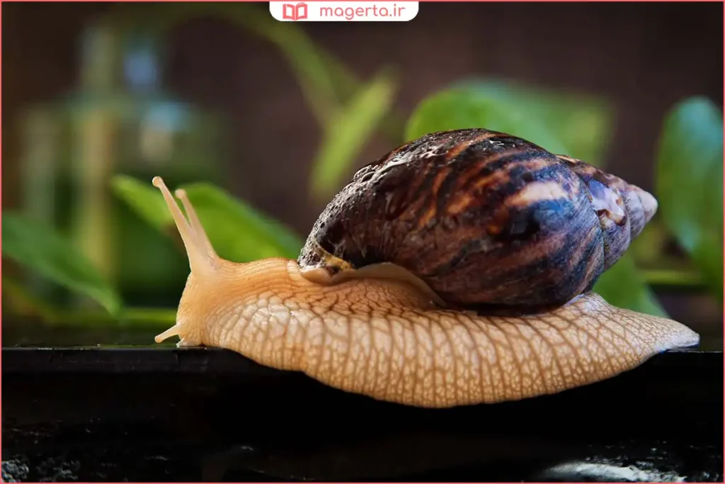 حلزون آچاتینا در تراریوم شیشه‌ای با بستر خاک مرطوب و تمیز