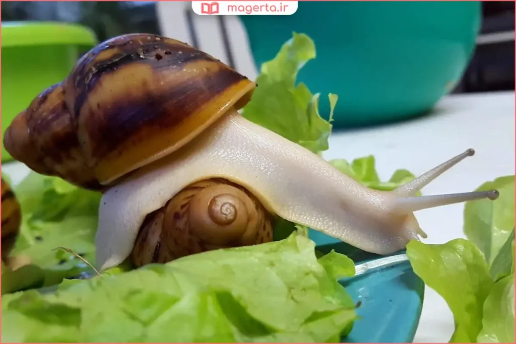تغذیه حلزون آچاتینا با سبزیجات تازه داخل محفظه نگهداری