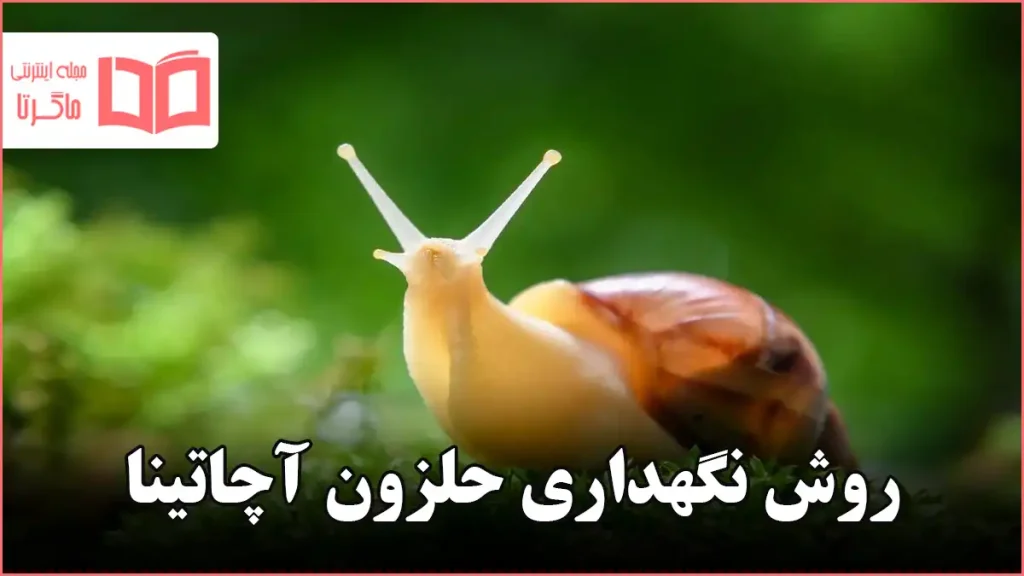 روش نگهداری حلزون آچاتینا