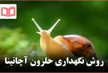 روش نگهداری حلزون آچاتینا
