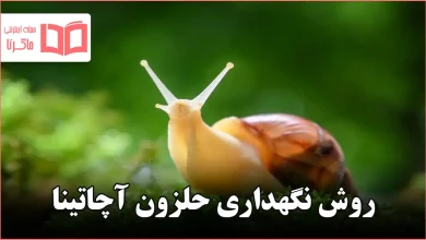 روش نگهداری حلزون آچاتینا