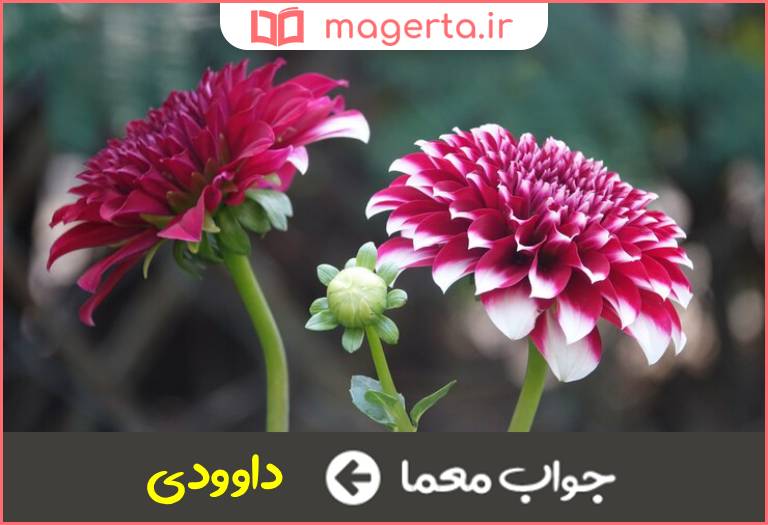 جواب معما گل پاییزی در جدول