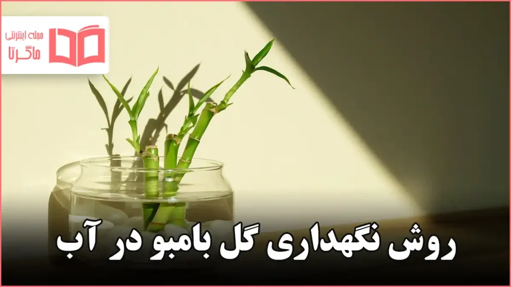 روش نگهداری گل بامبو در آب