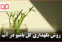 روش نگهداری گل بامبو در آب