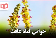 خواص گیاه غافث