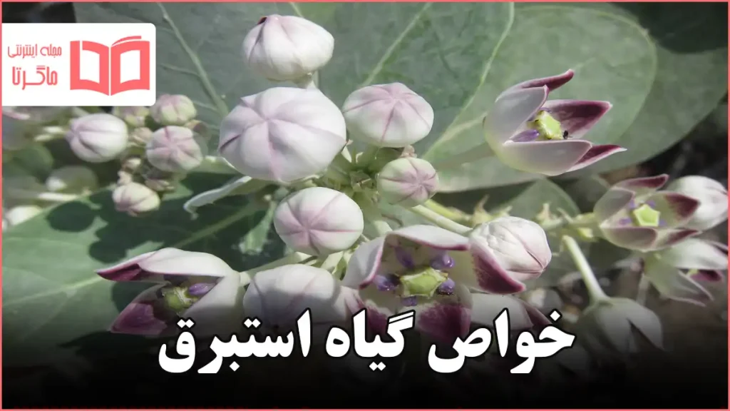 خواص گیاه استبرق