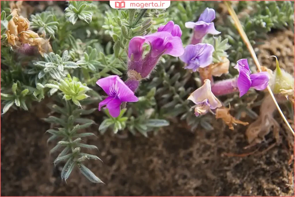نمای نزدیک از ساقه و برگ‌های گیاه گون در طبیعت