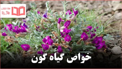 خواص گیاه گون