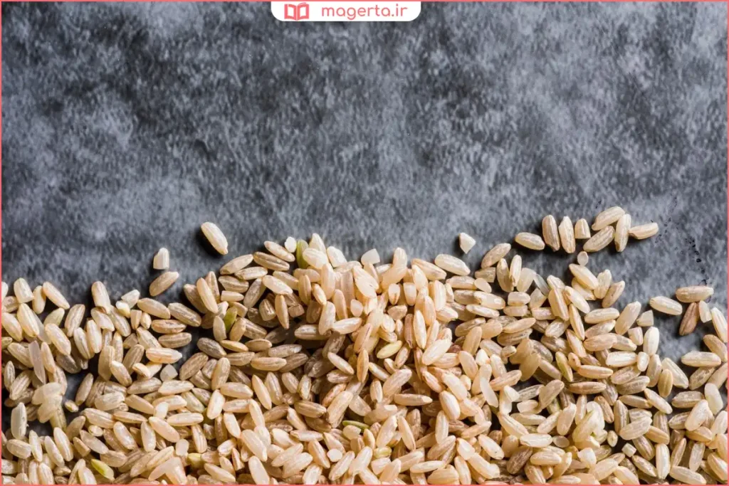 گیاه جو بالغ آماده برداشت در طبیعت