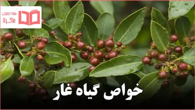خواص گیاه غار