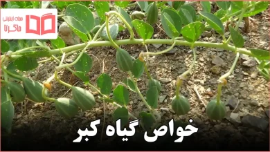 خواص گیاه کبر