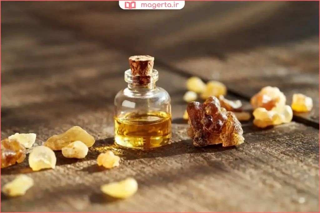 کندر خام جمع‌آوری‌شده از درخت در محیط طبیعی