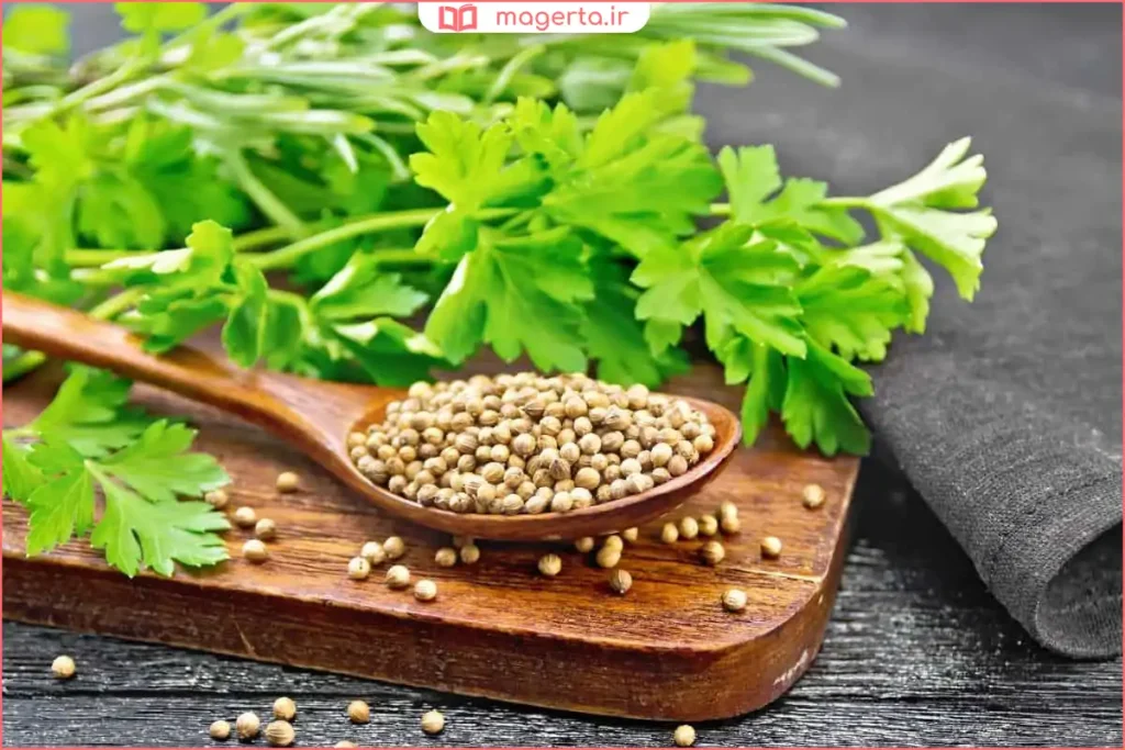 تخم گشنیز آسیابنشده کنار برگ گشنیز خشک