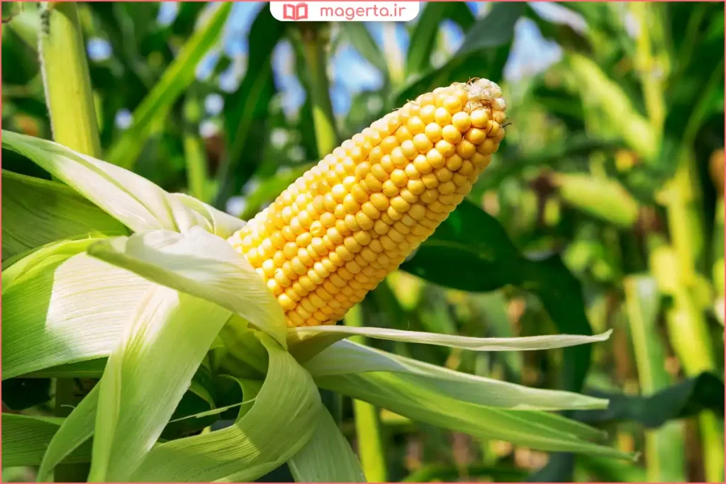 گیاه ذرت در مزرعه با رشد طبیعی و برگهای سبز