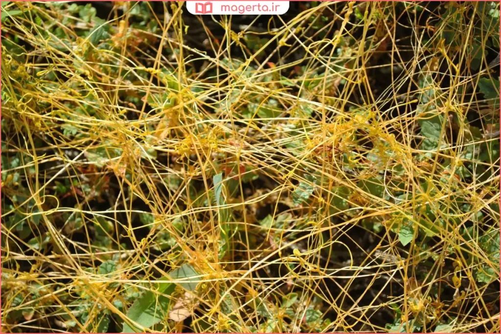 نمای نزدیک از رشتههای نازک گیاه سِس روی گیاهان زراعی