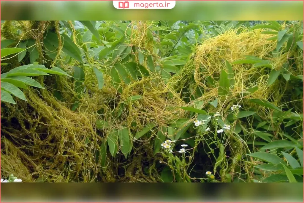 گسترش گیاه سِس در مزرعه و اتصال به گیاهان دیگر