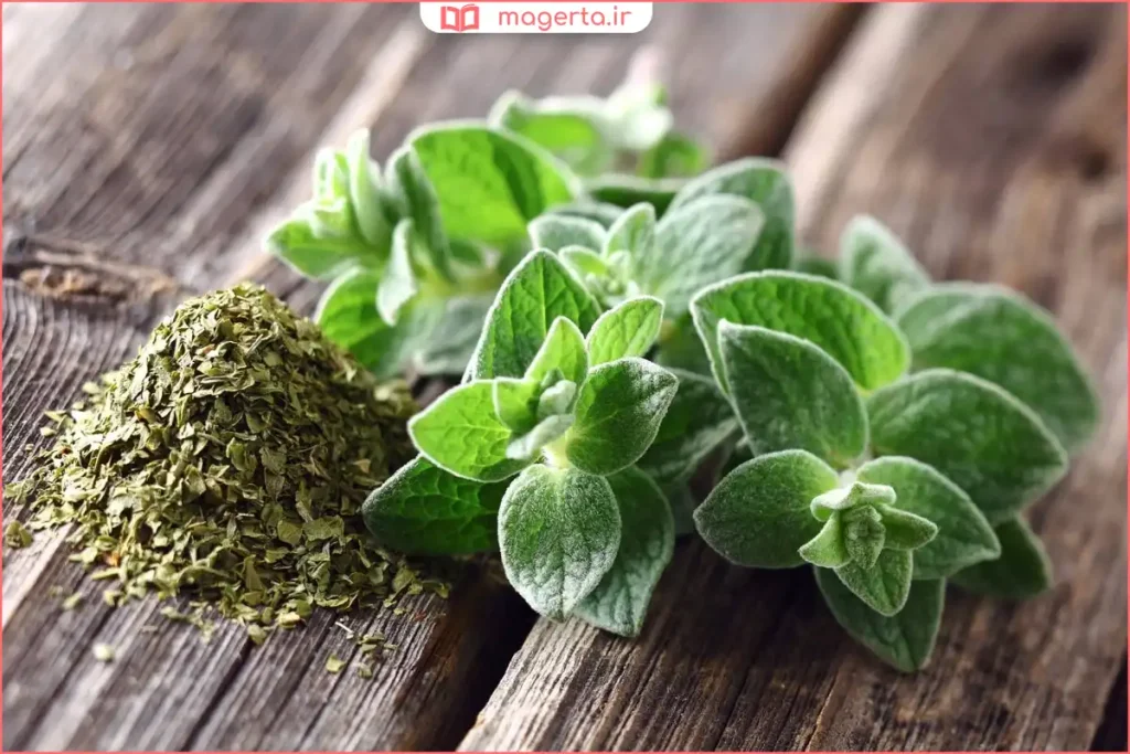 پونه خشک‌شده خانگی با رنگ سبز طبیعی و عطر قوی