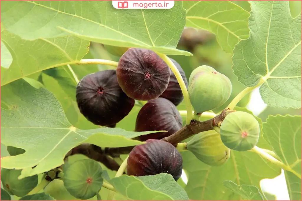 انجیر تازه و رسیده روی شاخه درخت در باغ