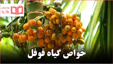 خواص گیاه فوفل