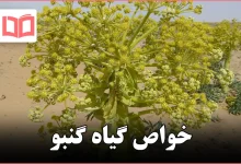 خواص گیاه گنبو