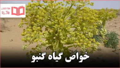 خواص گیاه گنبو