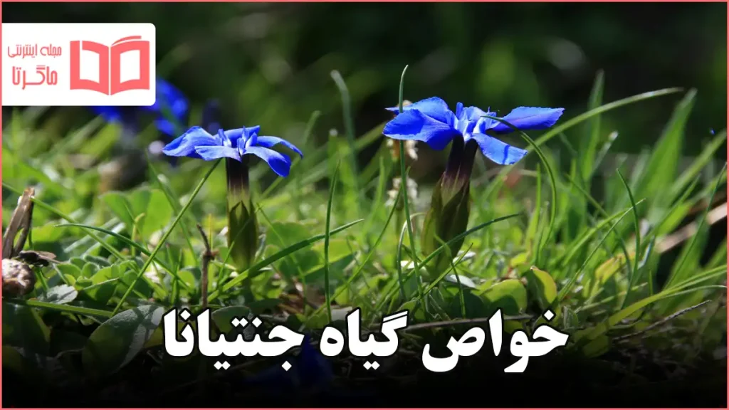 خواص گیاه جنتیانا