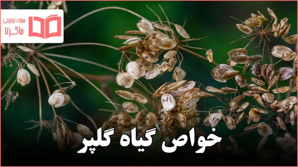 خواص گیاه گلپر