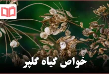 خواص گیاه گلپر