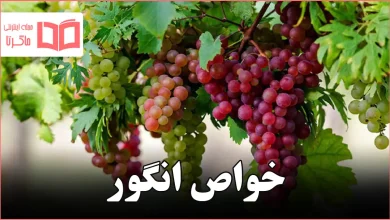 خواص انگور